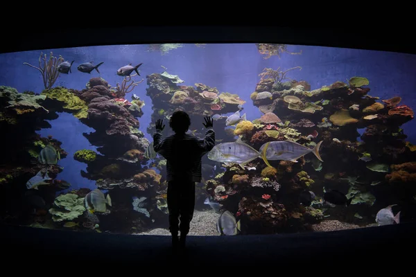 匿名の少年が水族館のガラスに触れ 暗い水族館での訪問中に熱帯魚を賞賛する風景 — ストック写真