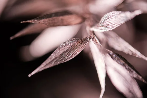 Κοντινό Πλάνο Από Ντελικάτο Λουλούδι Καθαρά Φύλλα Που Φυτρώνουν Στον — Φωτογραφία Αρχείου