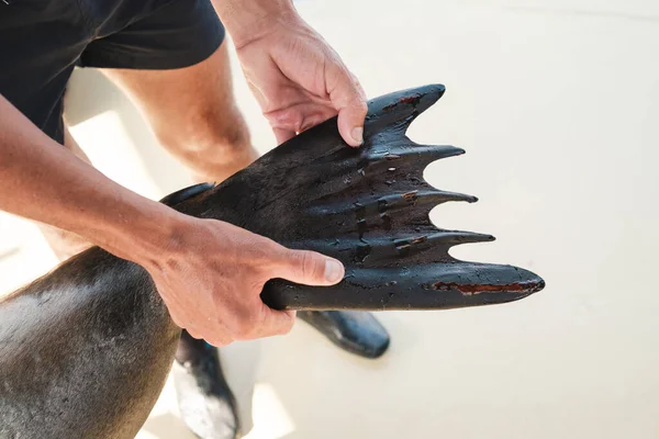 Von Oben Von Gesichtslosen Männlichen Trainer Untersuchen Hinterflossen Des Seelöwen — Stockfoto