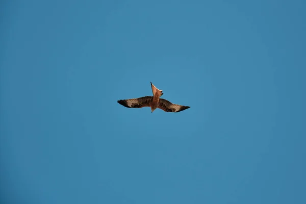 Von Unten Der Wilde Rotmilan Blauem Wolkenlosem Himmel Sonnigen Tag — Stockfoto