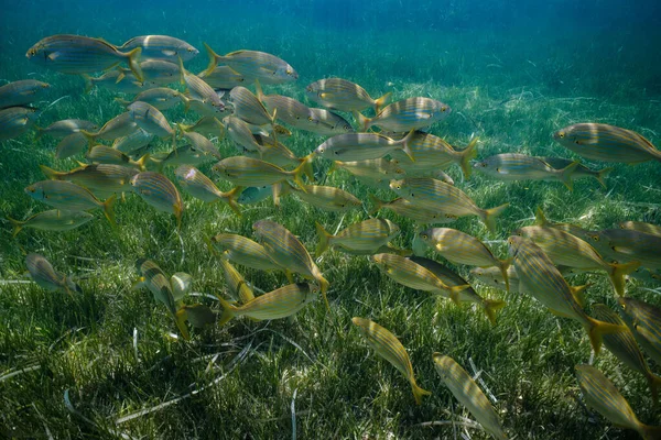 Peixes Exóticos Sarpa Salpa Nadando Subaquático Mar Azul Profundo Com — Fotografia de Stock
