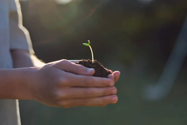 Seitenansicht Der Ernte Unkenntlich Gärtner Demonstriert Kleine Pflanze Mit Welligem — Stockfoto