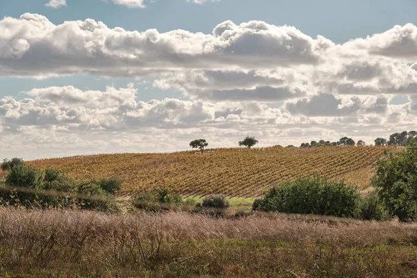 田舎の曇った空の下に緑の木が植えられた農地の風景 — ストック写真