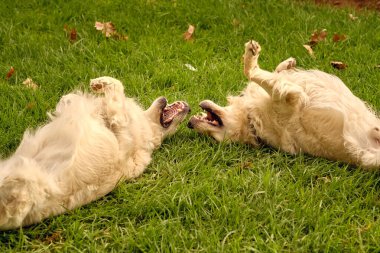 Tatlı tüylü Golden Retriever köpekleri. Ağızları açık, çimlerde uzanıyor ve yaz parkında birlikte oynuyorlar.