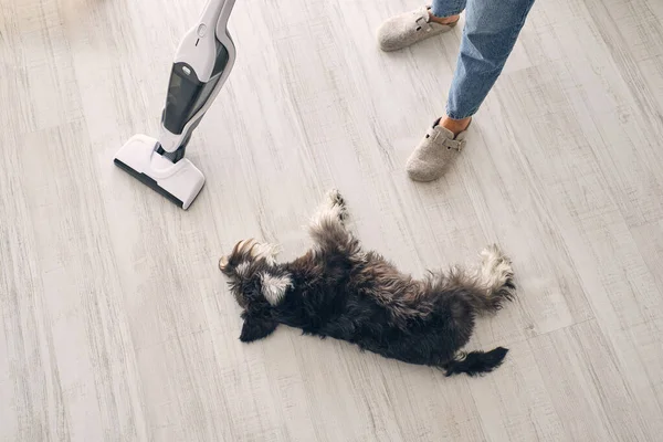Minyatür Schnauzer Köpeğinin Yukarısından Lamine Zemine Uzanmış Terlik Kot Pantolonlu — Stok fotoğraf
