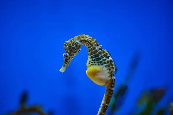 从玻璃窗看海马身上有斑点 长长的鼻涕在蓝水的水族馆里游动 — 图库照片