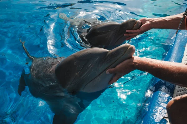 High Angle Faceless Tan Male Trainer Caressing Hands Cute Dolphins — Stock Photo, Image