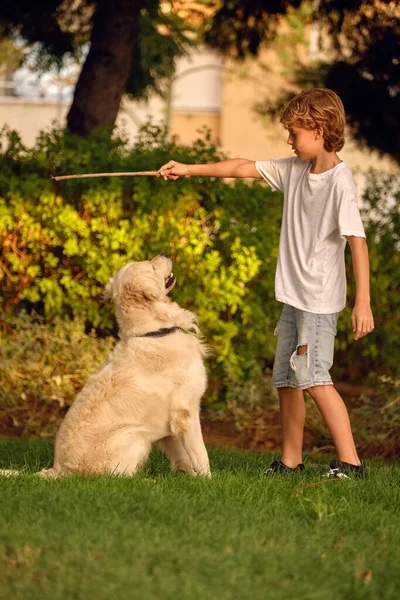Preteen Junge Mit Holzstab Spielt Mit Folgsamen Flauschigen Golden Retriever — Stockfoto