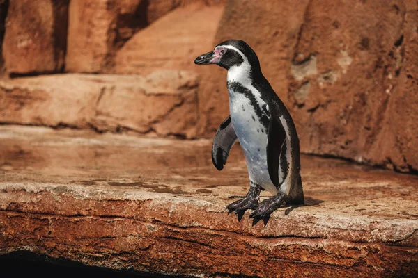 Side View Adorable Spheniscus Humboldti Penguin Black White Plumage Long — Stock Photo, Image