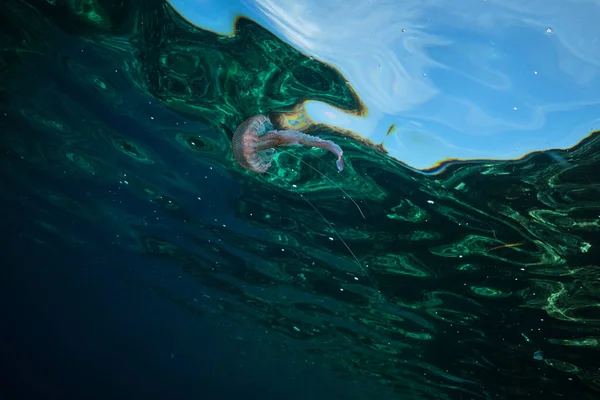 Petite Méduse Rose Nageant Sous Eau Sombre Près Surface Mer — Photo