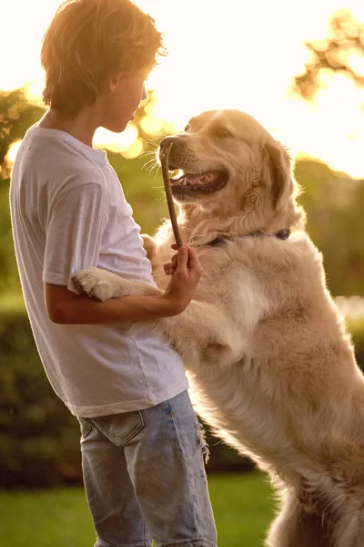 Parktaki Sevimli Golden Retriever Köpeğiyle Sopayla Oynayan Çocuk Gün Batımında — Stok fotoğraf