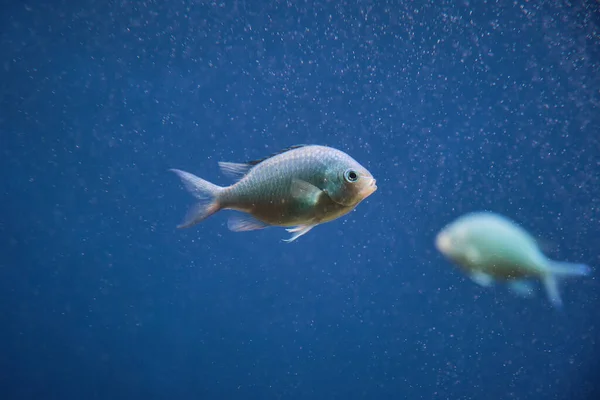 Glass View Chromis Transparent Fins Swimming Underwater Tiny Bubbles Oceanarium — Stock Photo, Image