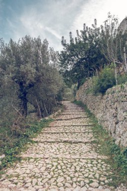 Soller ormanındaki çeşitli yemyeşil ağaçların arasında uzanan boş, dar kaldırım taşı yolunun şaşırtıcı manzarası.
