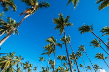 Yüksek gövdeli egzotik yeşil yapraklı palmiyeler tropikal iklimde mavi bulutsuz gökyüzünün altında bir arada duruyorlar.