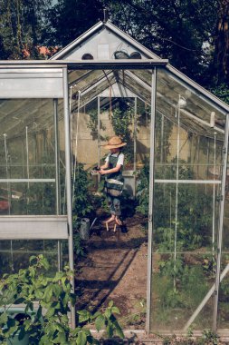 Önlüklü çıplak ayaklı bir çocuğun yaz günü serada çalışırken yeşillik yetiştiren bitkilere su sıkarkenki görüntüsü.