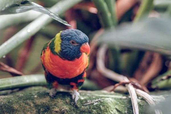 Haut Petit Oiseau Coloré Avec Plumage Arc Ciel Assis Sur — Photo
