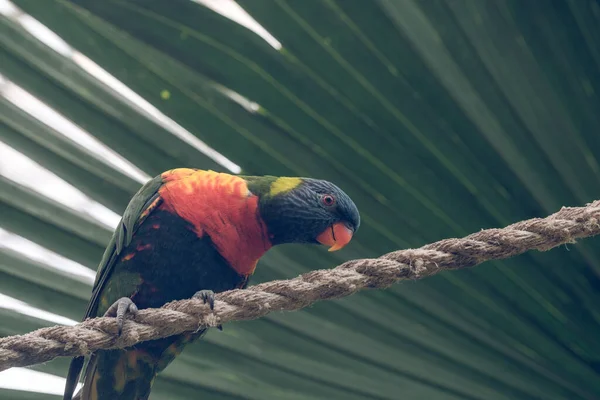 Zdola Malý Barevný Ptáček Pestrobarevným Peřím Sedící Laně Proti Palmovému — Stock fotografie