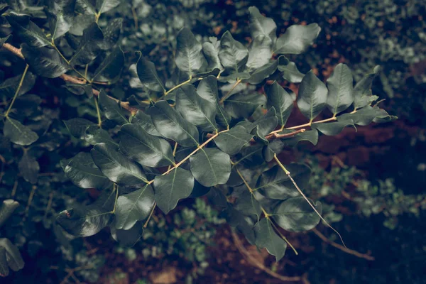 Primo Piano Sfondo Molte Foglie Verdeggianti Rami Albero Foresta Scura — Foto Stock