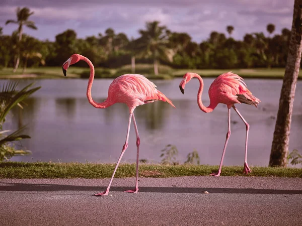 Pembe tüylü, uzun boyunlu ve bacaklı güzel flamingoların yan görüntüsü asfalt yol boyunca tropikal parkta çimenli bir sahil kenarında gün ışığında palmiyeler eşliğinde yürüyor.