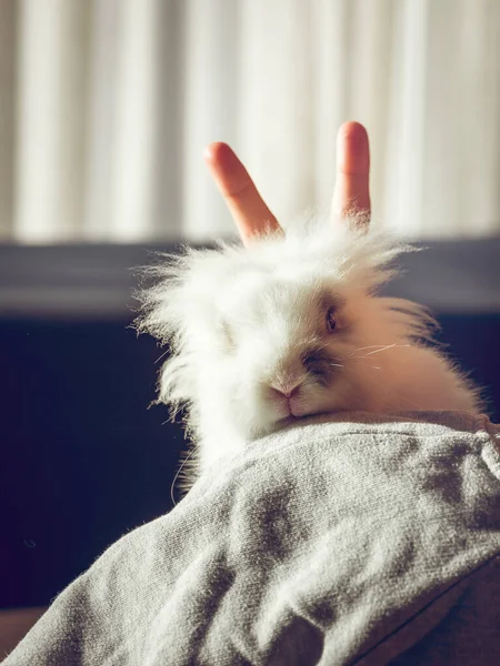 Crop Anonyme Person Macht Handohren Geste Flauschige Kaninchen Mit Weißem — Stockfoto