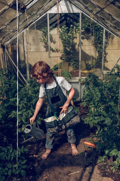 全长的金发光着脚的孩子在园艺围裙里浇灌着绿色生长的植物 在温室里干活 — 图库照片