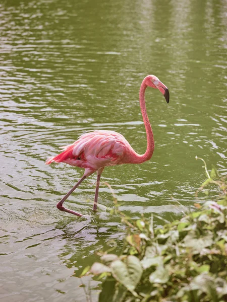 Vista Lateral Flamingo Gracioso Com Plumagem Rosa Pescoço Pernas Longos — Fotografia de Stock