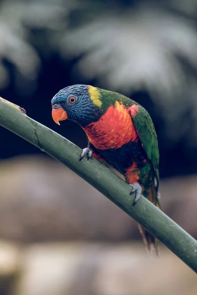 Boční Pohled Malého Barevného Papouška Duhovým Peřím Sedícím Zelené Větvi — Stock fotografie