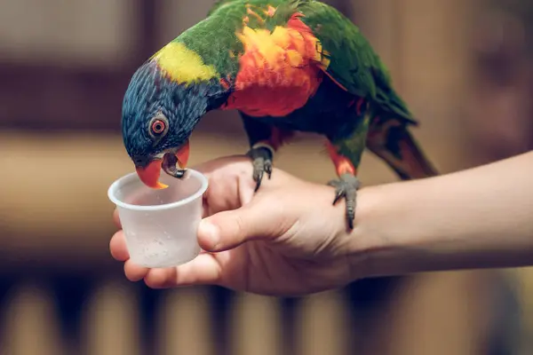Crop anonymous child feeding bright parrot with multicolored plumage sitting on hand from plastic cup against blurred background