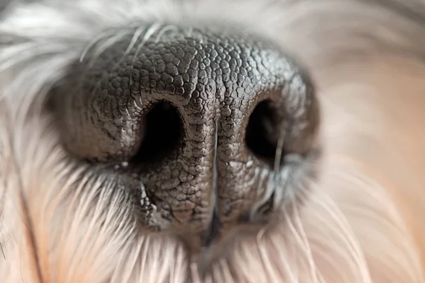 Closeup Loyal Domestic Miniature Schnauzer Dog Wet Nose Long Fur — Stock Photo, Image