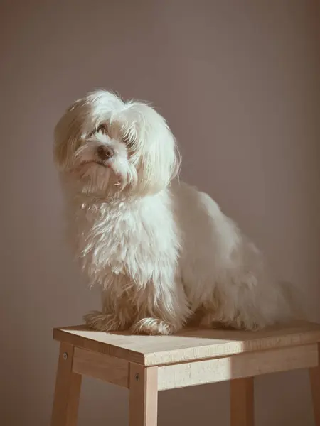 Adorável Peludo Cão Maltês Com Sentado Banquinho Madeira Fundo Branco — Fotografia de Stock