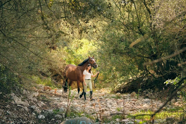 Female rider leading brown horse and walking on rocky ground on sunny day in forest in summer