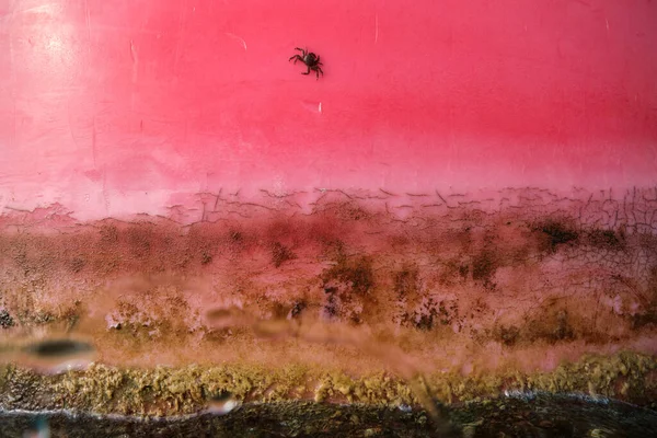 Grama Imagem Colorida Com Pequena Aranha Rastejando Superfície Rosa Lagoa — Fotografia de Stock