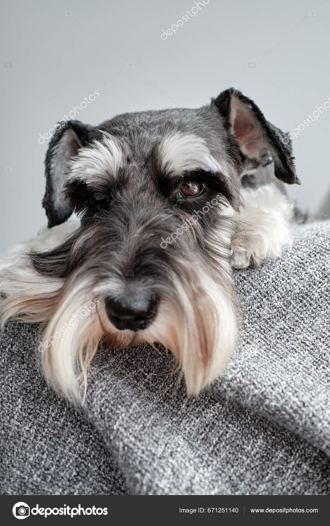 snout small dogs with pointy noses