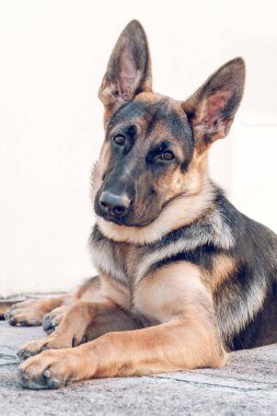Sevimli safkan Alman çoban köpeği taşın üzerinde bej duvara yaslanmış ve kameraya bakıyor.