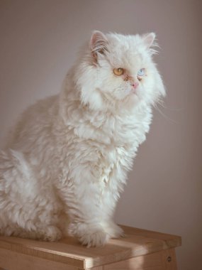 Beyaz kürklü, farklı renkli gözlü, beyaz arka planda tahta taburede oturan sevimli bir kedi.