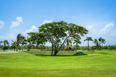 Güzel korunmuş yeşil çimenlik yapraklı ağaçların, güneş ışığı altında gölete yakın gölgelerin ve palmiyelerin manzarası.