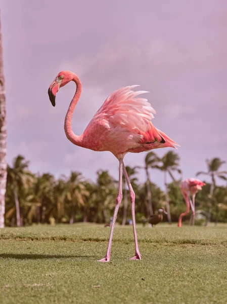 Side View Beautiful Pink Flamingo Long Neck Legs Curve Big — Stock Photo, Image