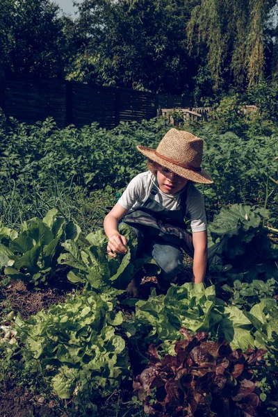 Full Body Boy Hat Harvesting Fresh Lettuce While Squatting Ground — Stock Photo, Image