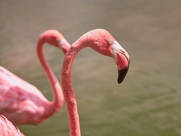 Vista Lateral Flamingos Rosa Com Longos Pescoços Bicos Curvos Andando — Fotografia de Stock