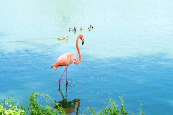 Vista Lateral Grupo Patos Alegres Flutuante Maravilhoso Flamingo Rosa Andando — Fotografia de Stock