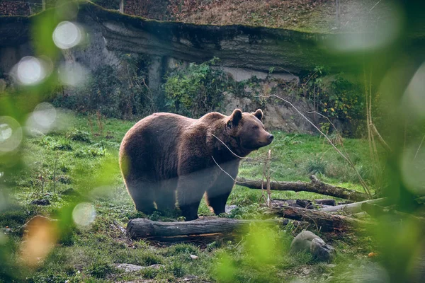 Vista Lateral Urso Marrom Selvagem Gramado Floresta Olhando Para Longe — Fotografia de Stock
