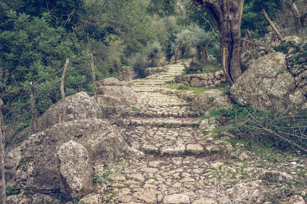 Cenário Espetacular Caminho Pedra Envelhecido Vazio Com Escadas Floresta Passando — Fotografia de Stock