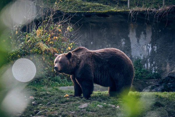 夏天在森林草坪上吃毛茸茸的棕熊的侧视图 — 图库照片