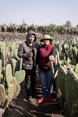 Anne ve oğlu hasat zamanı çalışırken nopal bir tarlada poz veriyorlar. Meksika tarımı kavramı