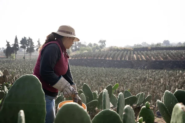 Adult Woman Harvesting Nopal Hands Filling Bucket Concept Mexican Agriculture —  Fotos de Stock