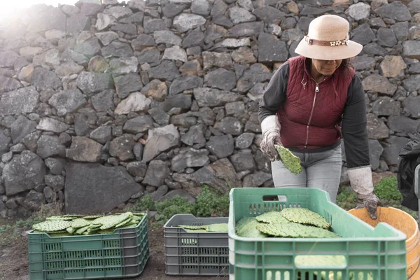 Woman Farmer Stacking Nopales Crate Harvesting Using Gloves Concept Mexican — Foto Stock