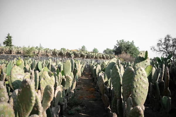 Landscape Photography Nopal Field Rows Sunrise Concept Mexican Agriculture — Stok Foto