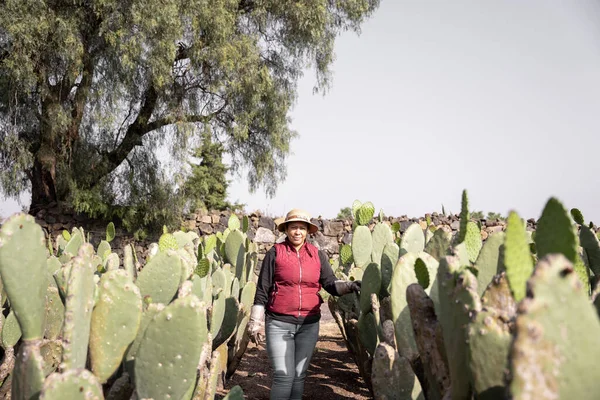 Portrait Adult Woman Posing Nopal Field Harvest Concept Mexican Agriculture — Foto de Stock
