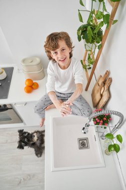 Yüksek açılı, pijamalı, ellerini sabunla yıkayan minyatür Schnauzer 'le mutfakta lavabonun yanında duran çocuk.