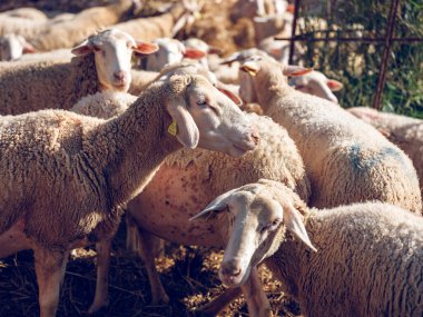 Tüylü kahverengi koyunlar, güneşli kırsal bölgedeki çitlerin yakınındaki çitlerde samanlıkta birlikte otluyorlar.